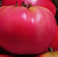 Cele mai bune soiuri de tomate descriere și fotografie, ferma de origine (soi) Cele mai bune soiuri de tomate descriere și fotografie, fermă acasă