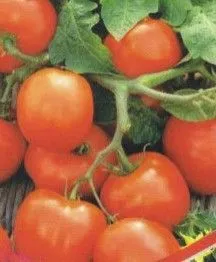 Cele mai bune soiuri de tomate descriere și fotografie, fermă acasă (descriere) Cele mai bune soiuri de tomate descriere și fotografie, fermă acasă