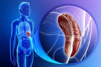 Tratamentul de remedii populare splinei - cele mai eficiente metode în casă (tratament splina remedii populare simptome cele mai eficiente la iarbă acasă) remedii populare Splina Tratament - cele mai eficiente metode în casă