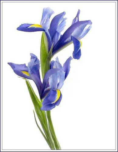 iris de flori legendare (iris)