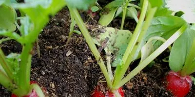 Cele mai bune moduri de legume de stocare de iarnă