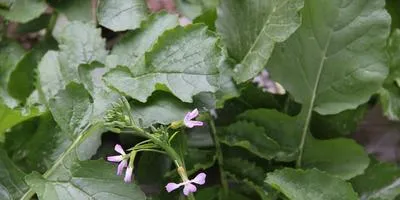 Cele mai bune moduri de legume de stocare de iarnă