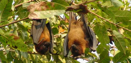 Flying Fox (câine liliac - Krylgan)