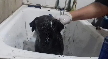 Oamenii salva câine acoperite cu rășină, și de ședere temporară (câine) Oamenii salva câine acoperite cu rășină, și de ședere temporară