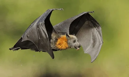 Flying Fox (câine liliac - Krylgan)