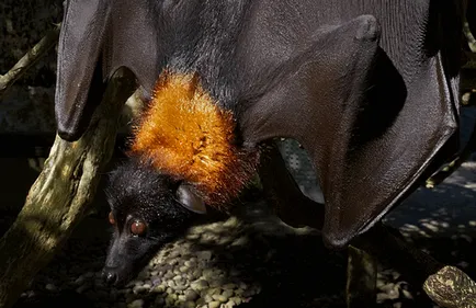 Flying Fox (câine liliac - Krylgan)