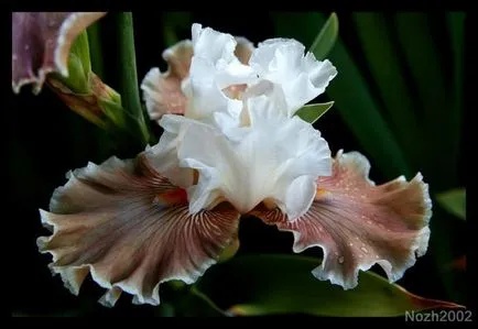 iris de flori legendare (iris)
