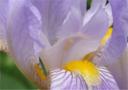 iris de flori legendare (iris)