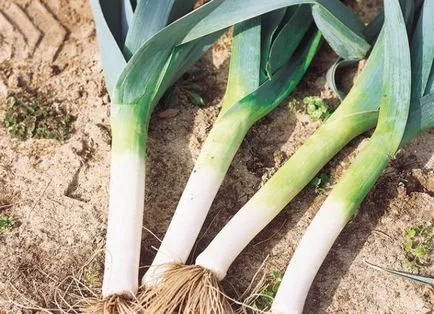 Leek - cultivare și întreținere, de plantare, în special