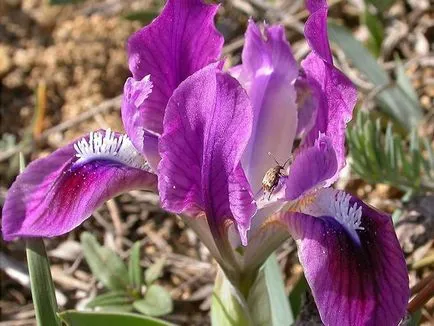 iris de flori legendare (iris)
