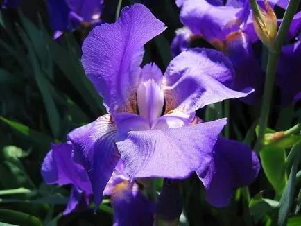 iris de flori legendare (iris)