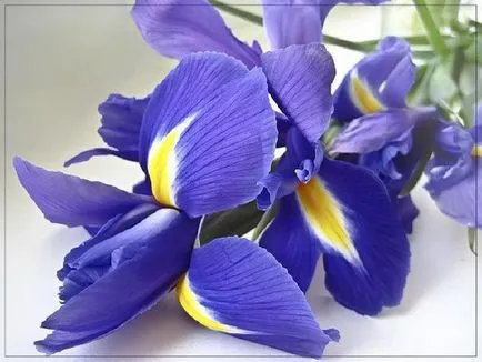iris de flori legendare (iris)