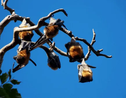 Flying Fox (câine liliac - Krylgan)