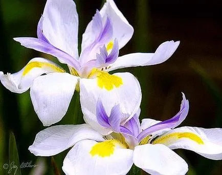 iris de flori legendare (iris)