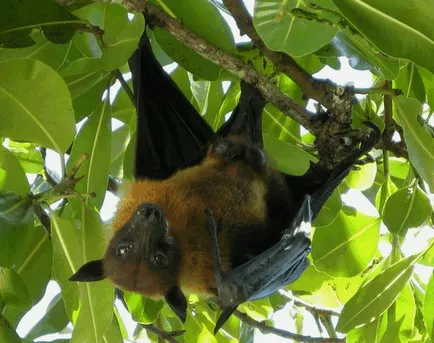 Flying Fox (câine liliac - Krylgan)