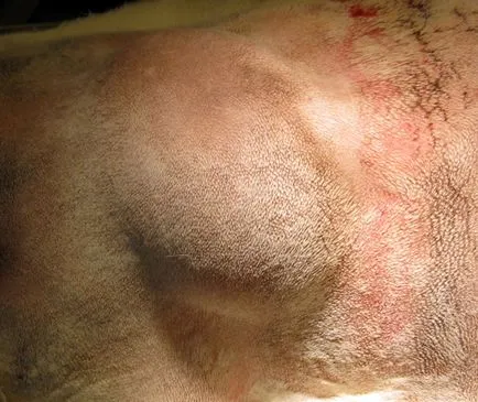 Diagnosticul și tratamentul lipom de câine Wen