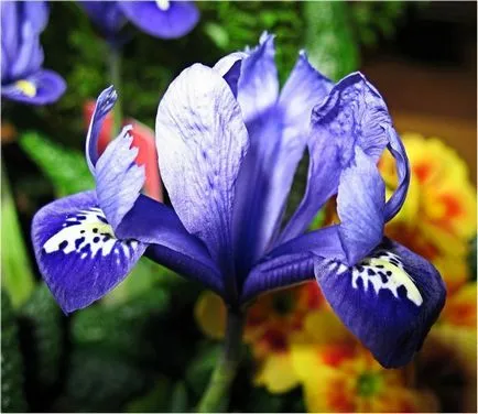 iris de flori legendare (iris)