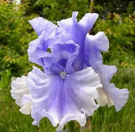 iris de flori legendare (iris)