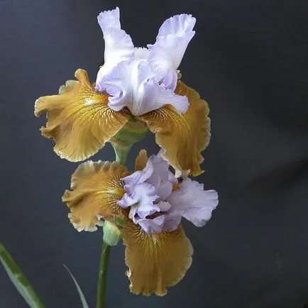iris de flori legendare (iris)