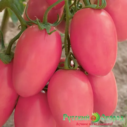 Cele mai bune soiuri de descriere și de fotografie roșii, ferma de origine (cel mai bun) Cele mai bune soiuri de tomate descriere și fotografie, fermă acasă