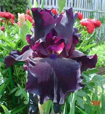 iris de flori legendare (iris)