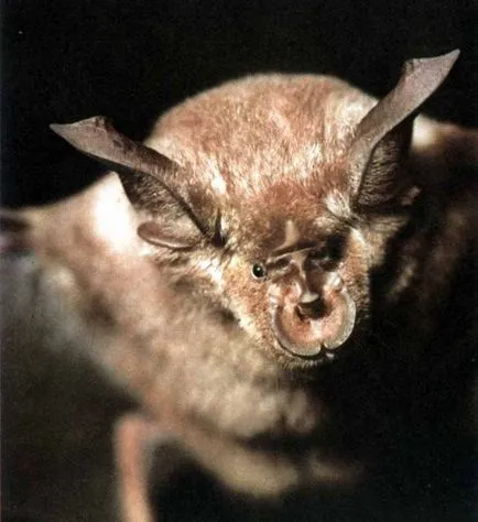 vulpi de zbor (lilieci de fructe)