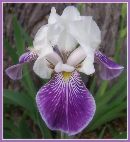 iris de flori legendare (iris)