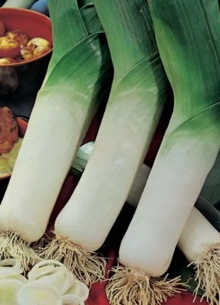 Leek - cultivare și întreținere, de plantare, în special