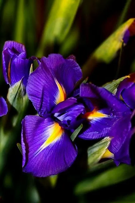 iris de flori legendare (iris)