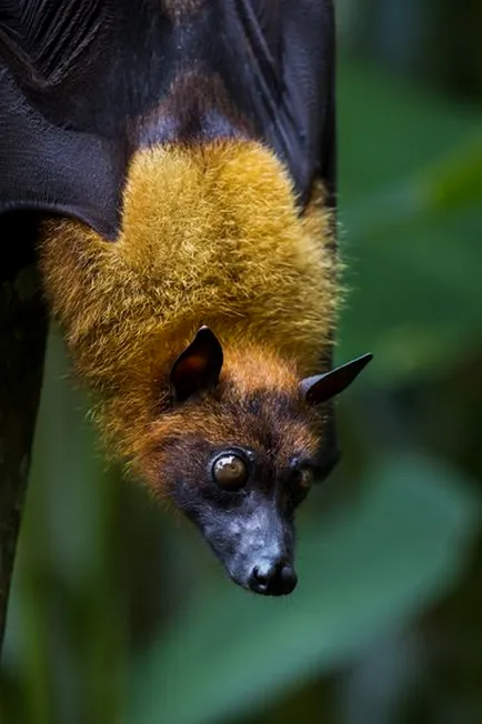 Flying Fox (câine liliac - Krylgan)
