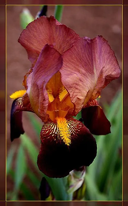 iris de flori legendare (iris)