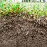 Mole - o fotografie și o descriere a modului în care să se ocupe