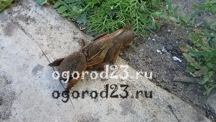 Mole - o fotografie și o descriere a modului în care să se ocupe