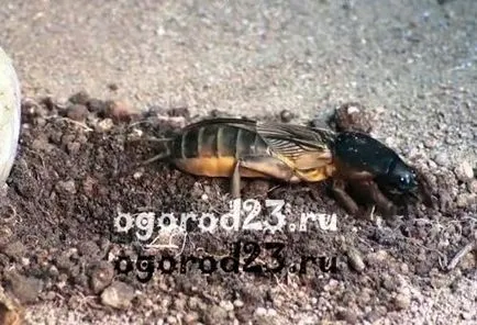 Mole - o fotografie și o descriere a modului în care să se ocupe