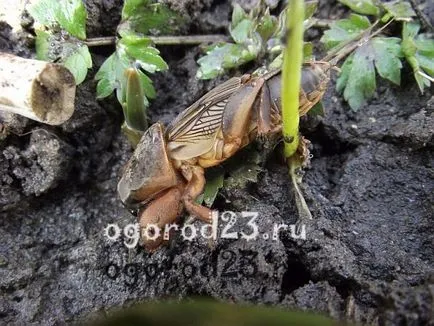 Mole - o fotografie și o descriere a modului în care să se ocupe