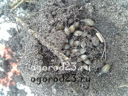 Mole - o fotografie și o descriere a modului în care să se ocupe