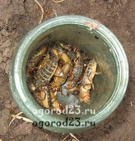 Mole - o fotografie și o descriere a modului în care să se ocupe