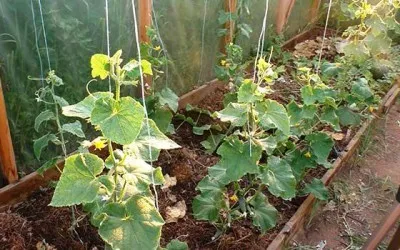 Folk semne pe când să planteze castraveți (semne) Folk semne pe când să planteze castraveți