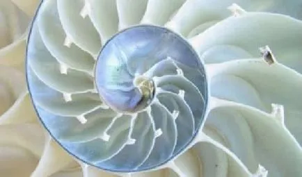Evoluții Fibonacci - spirală, raportul de aur