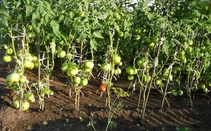 remediu popular pentru răsaduri de roșii decât hrana pentru animale, îngrășăminte și roșii fertilizare din cauza unor boli (mijloace) remediu popular pentru răsaduri de roșii decât hrana pentru animale, îngrășăminte și roșii fertilizare de boli