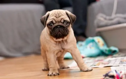 Caracteristici Pug și caracterul de îngrijire (de caractere) Pug special, de întreținere și de îngrijire, natura