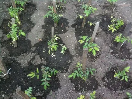 remediu popular pentru răsaduri de roșii decât hrana pentru animale, îngrășăminte și roșii fertilizare din cauza unor boli (remediu popular pentru tomate) remediu popular pentru răsaduri de roșii decât hrana pentru animale, îngrășăminte și roșii fertilizare de boli