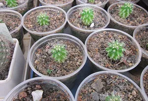Cum să crească un cactus in casa (sistemul de rădăcină al plantei) Cum să crească un cactus la domiciliu