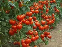 cultivare Castravete și Bush special de consultanță clasa cultivator (castravete) Castravete caracteristici de cultivare Bush și varietate, Florărie Consulting