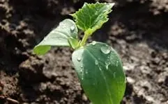 cultivarea castravetelui și Bush consultanță clasă particulară cultivator (castraveți pulverizare sol deschis) Castravete caracteristici de cultivare Bush și varietate, Florărie Consulting