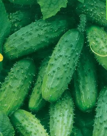 cultivare Castravete și Bush special de consultanță clasa cultivator (creștere) Castravete caracteristici de cultivare Bush și varietate, Florărie Consulting
