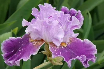 Descriere, caracteristici de culoare și valoarea (valoarea Iris Color) Descriere, caracteristicile și semnificația culorilor