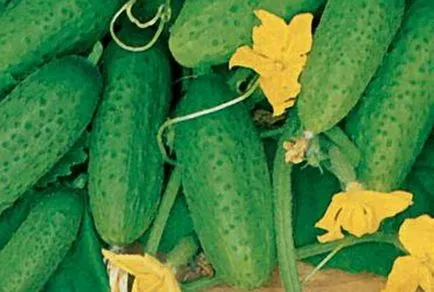 soiuri de Castravete și caracteristici Bush (Bush) soiuri de Bush Castraveți și caracteristici