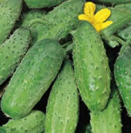 cultivare Castravete și Bush special de consultanță clasa cultivator (castravete) Castravete caracteristici de cultivare Bush și varietate, Florărie Consulting