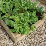 sol nisipos pe site-ul cum să planteze plante care creează o grădină frumoasă